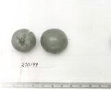 Click for 1 image(s) for this accession. FRUIT